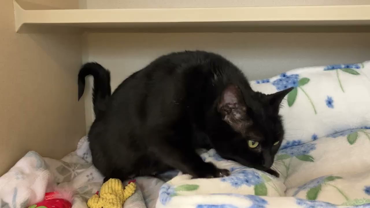Enlarge Lilith, an adopted Domestic Short Hair in Eatontown, NJ video 4/4
