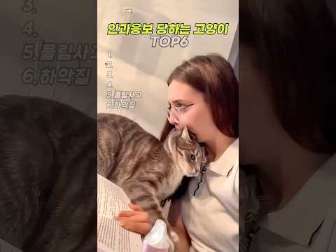 인과응보 당하는 고양이 TOP6  #cat #고양이
