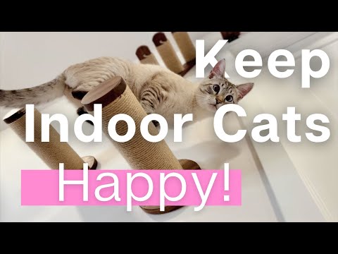 How to keep indoor cats HAPPY! (even with limited space)