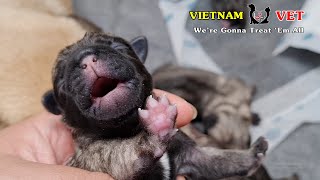 Revive 5 baby newborn puppy – How can they survive?