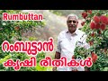റംബുട്ടാൻ കൃഷി Rumbuttan Farming Farming Malayalam
