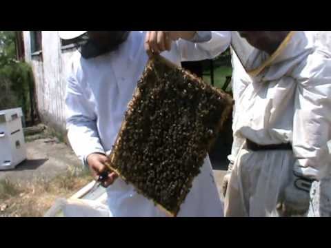 2. Apicultura practica - Matca din roinita preia comanda familiei principale 2/3