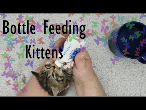 How To Bottle Feed Kittens Basic Guide And Tips  - Nursing Kitten - Bottle Fed Orphaned Kitten