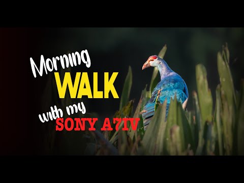 Nature and Wildlife Photography / Morning Walk / Sony A7 IV