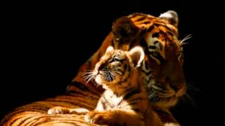 MARILYN McCOO & BILLY DAVIS . JR .. NEVER GONNA LET YOU GO ..LP 76