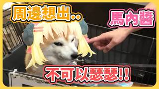 瑟瑟攻防戰! Fuumi媽媽+綿芽vs馬內醬!【角巻わため】【角卷綿芽】【hololive中文】【Vtuber精華】