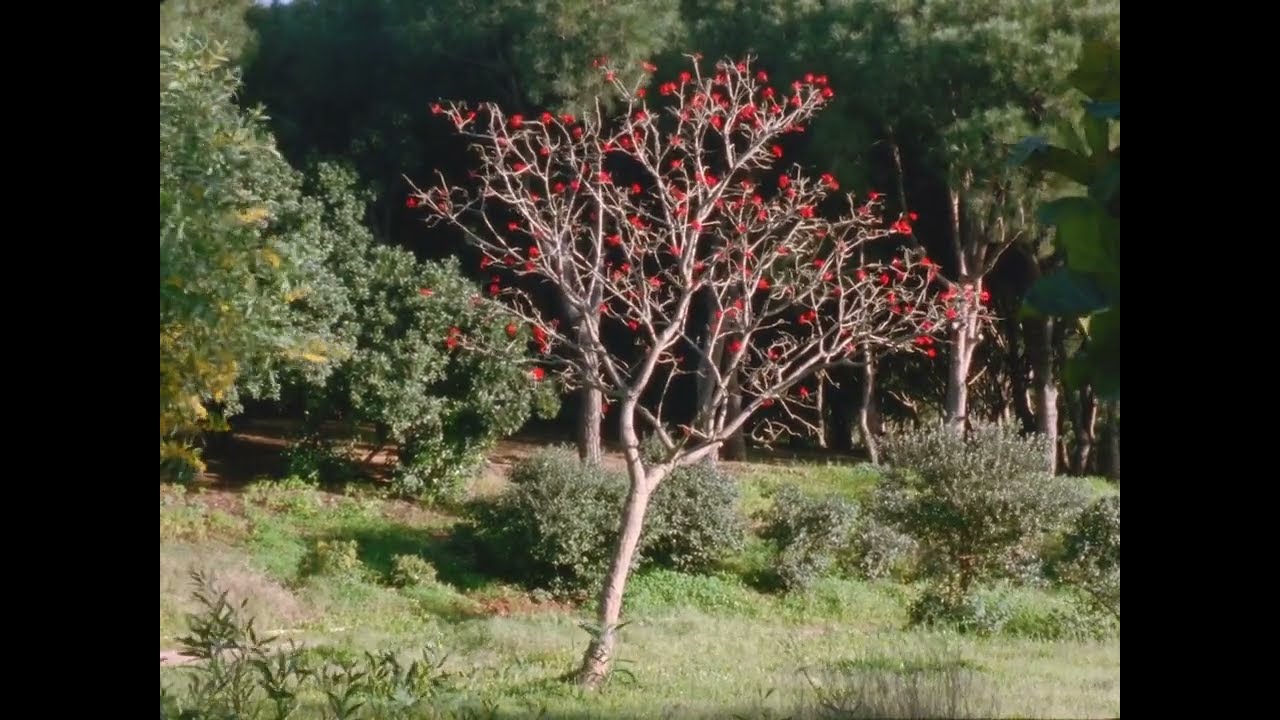 Competición Internacional Documenta 2023 | The secret garden - tráiler