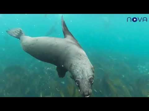 Amazing Tricks Sea Lions Tricks! A must watch!!!
