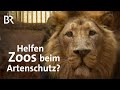 Kann Artenschutz im Zoo funktionieren? | Bedrohte Tierarten | Gut zu wissen | BR