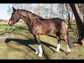 Hongre - Deutsches Reitpony - 6 ans - Dressage - France