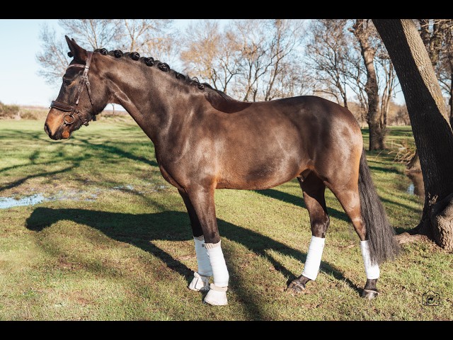 Hongre - Deutsches Reitpony - 6 ans - Dressage - France