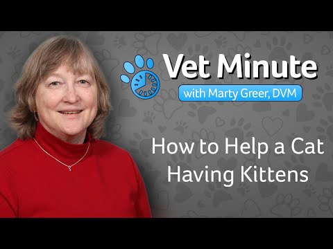 How to Help a Cat Having Kittens