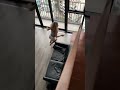 A Rat Where