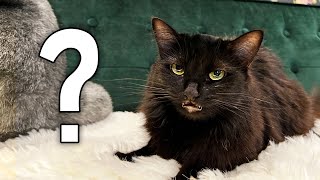 why does my cat hate me?