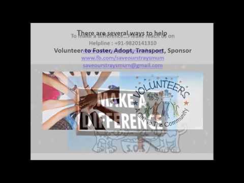 download lagu mp3 mp4 Save Our Strays Mumbai, download lagu Save Our Strays Mumbai gratis, unduh video klip Save Our Strays Mumbai