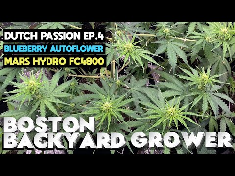 How To Grow Autoflower Cannabis Indoor | Mars Hydro FC4800 | Training Plants Ep.4