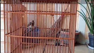 Download lagu Perawatan cucak Wilis agar cepat gacor mp3