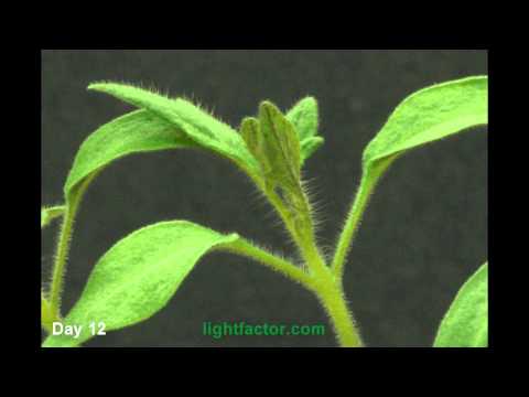 download lagu mp3 mp4 The Original Tomato, download lagu The Original Tomato gratis, unduh video klip The Original Tomato