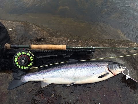 Catching Atlantic Salmon on Gander River