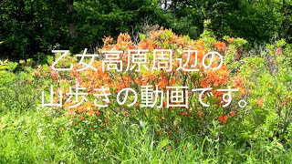 乙女高原周辺の山の中を歩いてきました。