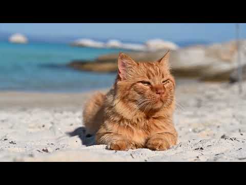 Earth Cat Zero Book trailer video - Made by Cinematic Rewinds