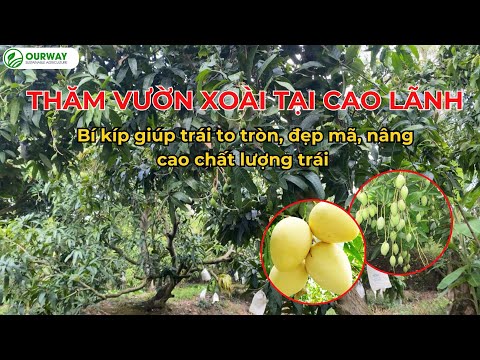 Thăm vườn xoài của Huyện Cao Lãnh