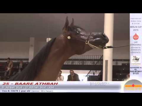 Berlin Cup Werder 2015 - Colts 1 year old (Class 6) - N.25 BAARE ATHBAH