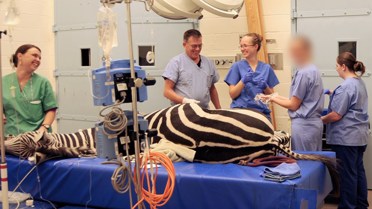 Max’s Patient Has Us Seeing Stripes