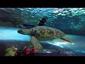Ripley's Aquarium Myrtle Beach Dive With Sharks