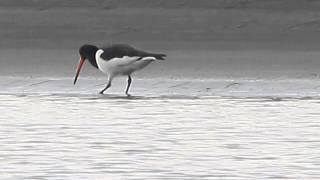 preview picture of video 'Eurasian oystercatcher 蠣鴴'