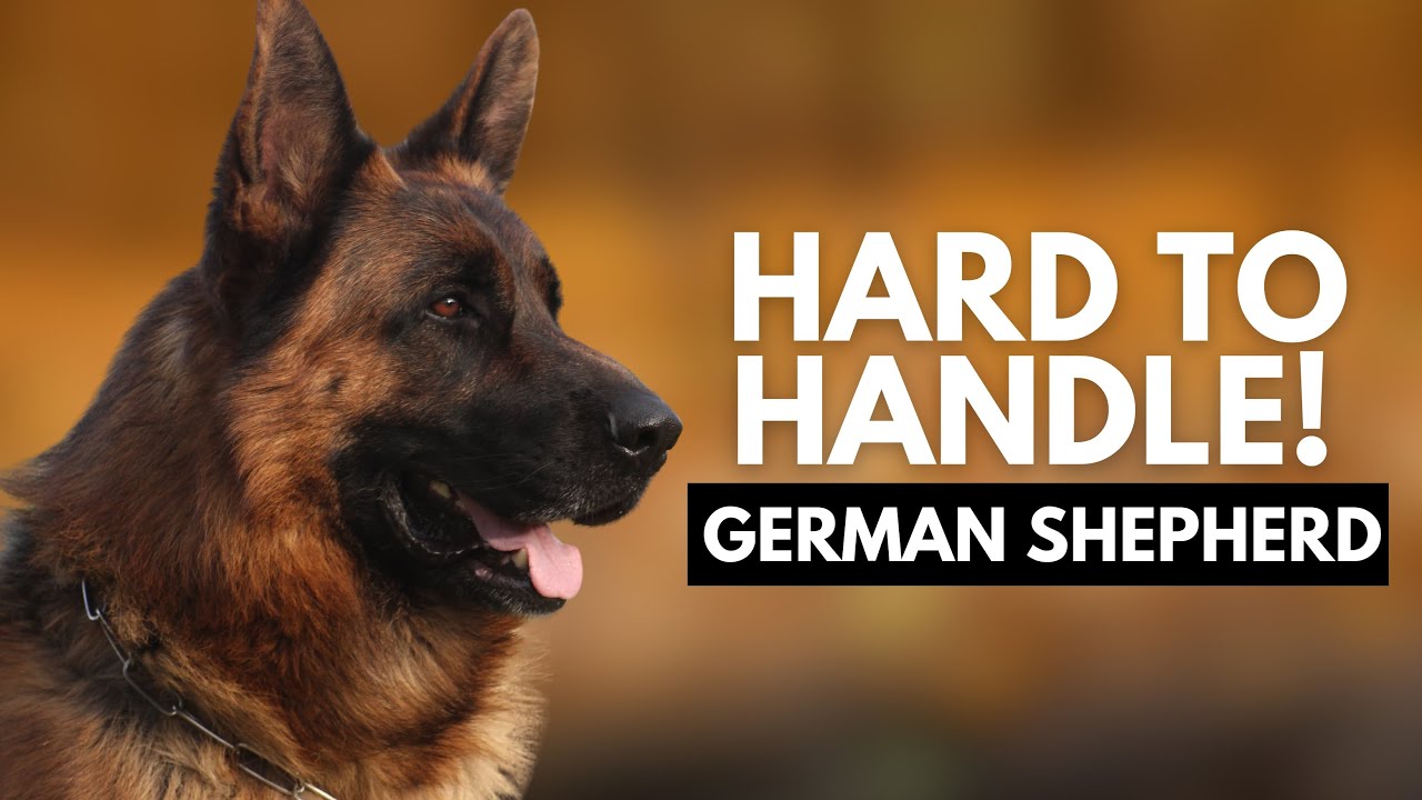 8 Reasons Most People Can't Handle a German Shepherd Dog