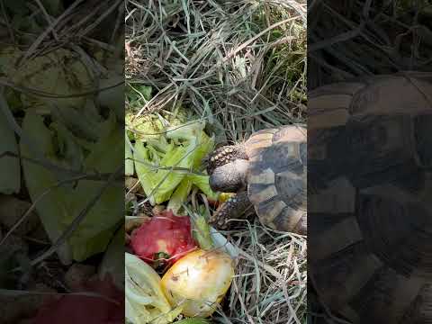 June 30, 2023 #coolvids #fypシ #turtles