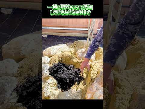 santolina-chamaecyparissus-petit-cyprès-arbuste-floraison-estivale-jaune