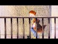 The Snowman Ending On Sprout