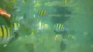 preview picture of video 'Feeding Fish @ Hikkaduwa BeachHikka Life Travelers Guide | www.hikkalife.com'