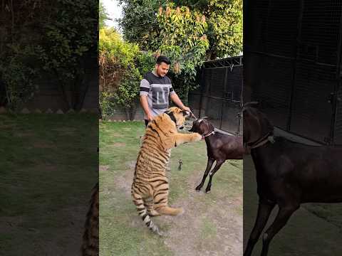 Goat Vs Tiger | Goat have no Fear from Tiger | Nouman Hassan |