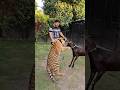 Goat Vs Tiger | Goat have no Fear from Tiger | Nouman Hassan |