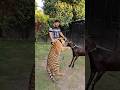 Goat Vs Tiger Goat Have No Fear From Tiger Nouman Hassan