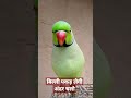Tota Mere Tota Mai To Teri Ho Gayi
