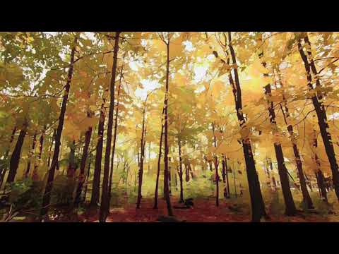 Melodies of Autumn 🍂 Music to Chill, Relax, Study