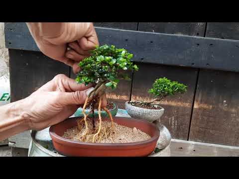 , title : 'cách nuôi cây mini như thế nào là chuẩn,bonsai mini,bonsai bỏ túi'