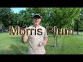 Fruit Tree Tour! ALL our Fruit Trees Garden Tour! Illinois Backyard Orchard!