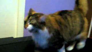 Luna cat loves the treadmill (Still at it 2 years later)