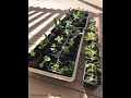 How to Harden Off Seedlings: Everyone Can Grow a Garden (2020) #10