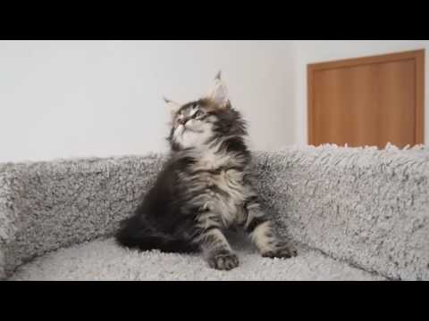 кошечка мейн-кун HELENA HOUSE  Azalia, 8 недель.