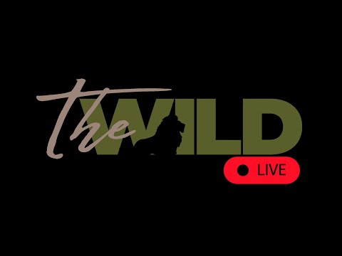 Nairobi National Park Live Safari