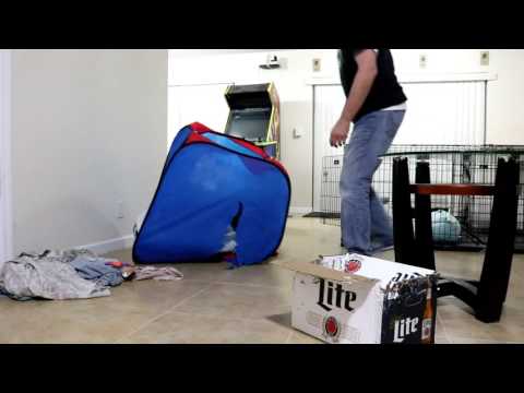 Red Fox playing in the ball pit