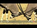 Antelope Lock Horns In Fight For Dominance