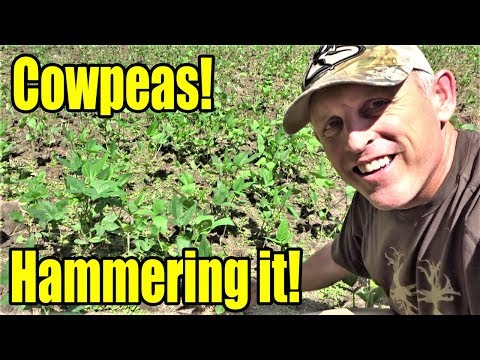 Cotton Candy for Deer:  How to Plant Iron & Clay Cowpeas!
