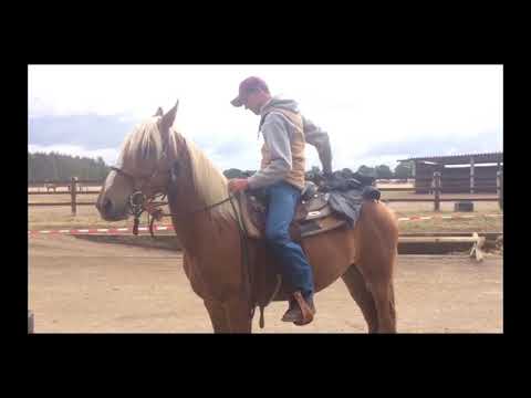 MUSTANG MAKEOVER 2018 Team Tom (TAG 3926) - Update 6